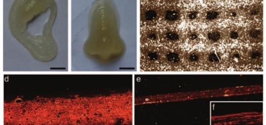 bristol-scientists-develop-new-stem-cell-bio-ink-for-3d-printed-cartilage-and-bone-implants-3