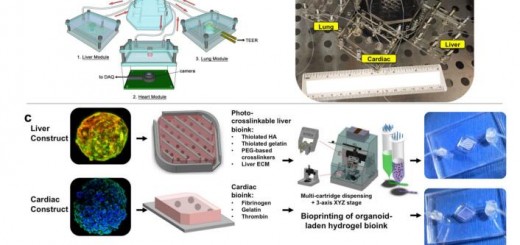 three-tissue organ-on-a-chip platform 3