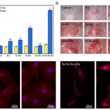 article_Bio material_4