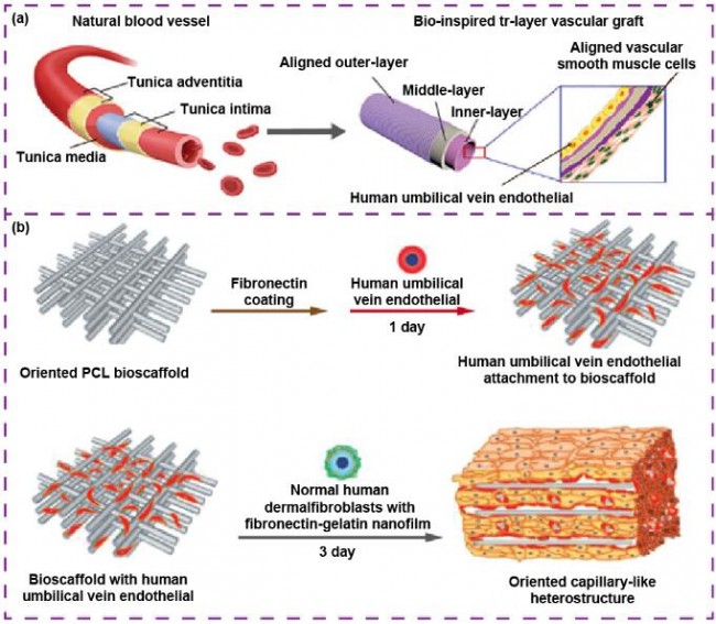 article_Zhongnan_Biomedical_8